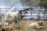 NEWS - USA: Waldbrände in Kalifornien
