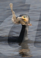 FEATURE - Kormoran verschlingt Fisch in einem Bissen