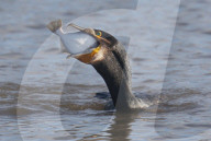 FEATURE - Kormoran verschlingt Fisch in einem Bissen