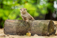 FEATURE - Jahresrückblick 2017: Otterfamilie in Singapur
