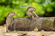 FEATURE - Jahresrückblick 2017: Otterfamilie in Singapur