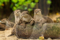 FEATURE - Jahresrückblick 2017: Otterfamilie in Singapur
