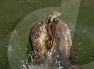 FEATURE - Jahresrückblick 2017: Otterfamilie in Singapur