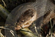 FEATURE - Jahresrückblick 2017: Otterfamilie in Singapur
