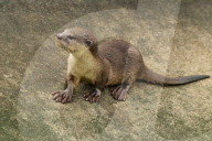 FEATURE - Jahresrückblick 2017: Otterfamilie in Singapur