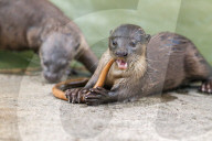 FEATURE - Jahresrückblick 2017: Otterfamilie in Singapur