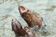 FEATURE - Jahresrückblick 2017: Otterfamilie in Singapur