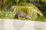 FEATURE - Jahresrückblick 2017: Otterfamilie in Singapur