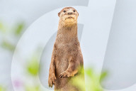 FEATURE - Jahresrückblick 2017: Otterfamilie in Singapur