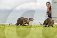FEATURE - Jahresrückblick 2017: Otterfamilie in Singapur