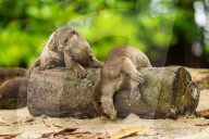 FEATURE - Jahresrückblick 2017: Otterfamilie in Singapur