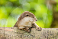 FEATURE - Jahresrückblick 2017: Otterfamilie in Singapur