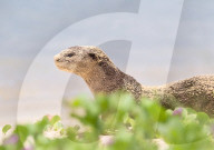 FEATURE - Jahresrückblick 2017: Otterfamilie in Singapur