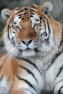 FEATURE - Tiger im Zoo von Olomouc 