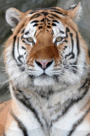 FEATURE - Tiger im Zoo von Olomouc 