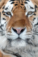 FEATURE - Tiger im Zoo von Olomouc 