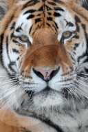 FEATURE - Tiger im Zoo von Olomouc 