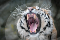 FEATURE - Tiger im Zoo von Olomouc 