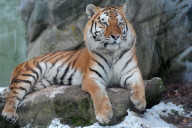 FEATURE - Tiger im Zoo von Olomouc 