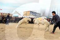 FEATURE - Schafkämpfe in China