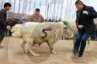 FEATURE - Schafkämpfe in China
