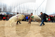 FEATURE - Schafkämpfe in China