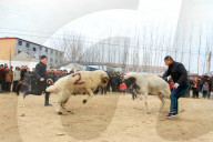 FEATURE - Schafkämpfe in China