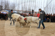FEATURE - Schafkämpfe in China