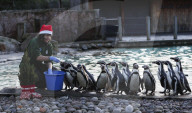 FEATURE - Es weihnachtet
