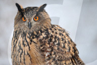 FEATURE - Hypnotischer Uhu