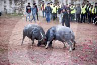 FEATURE - Best of: Bilder des Tages