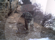 FEATURE - China: Ein Schneeleopard im Nujiang River Valley