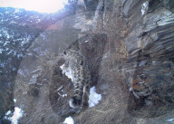 FEATURE - China: Ein Schneeleopard im Nujiang River Valley