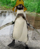 FEATURE - Weil er nicht menschlich ist wurde die FB Seite von Pinguin Dippy gesperrt