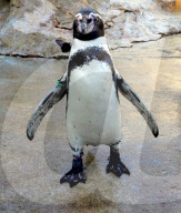 FEATURE - Weil er nicht menschlich ist wurde die FB Seite von Pinguin Dippy gesperrt