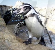 FEATURE - Weil er nicht menschlich ist wurde die FB Seite von Pinguin Dippy gesperrt