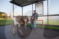 FEATURE - Dieses Renntier begleitet sein Herrchen überall hin