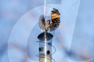 FEATURE - Eichhörnchen klaut den Vögel das Futter