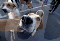 FEATURE - Boxing Day Hunt in England