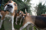 FEATURE - Boxing Day Hunt in England