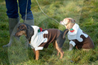 FEATURE - Boxing Day Hunt in England