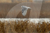 FEATURE - Ausdrucksstarke Mimik: Schnee-Eule in Missouri