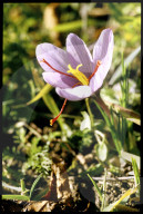 Crocus Sativus, Krokus 