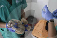 FEATURE - Gefährdete Faulaffen erholen sich in der Tierstation in Bogor