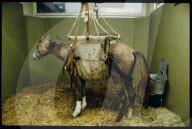 Tierspital Zürich: Pferd in Aufhängevorrichtung 1983 
