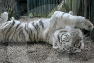 FEATURE - Der Wonnetiger