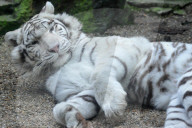 FEATURE - Der Wonnetiger