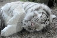 FEATURE - Der Wonnetiger