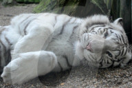 FEATURE - Der Wonnetiger