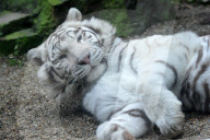 FEATURE - Der Wonnetiger